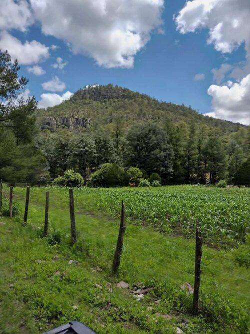 melgar