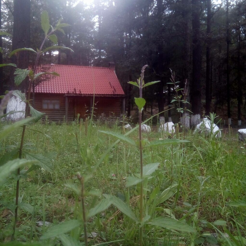 37875233_651502978541628_7428259561791815680_n