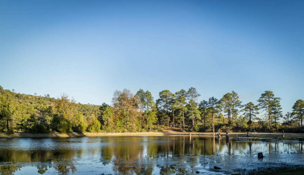 Municipio Nuevo Ideal